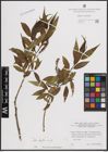 Foto von Salix fragilis L.